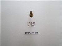 藏品(膜翅目(蜂))的圖片